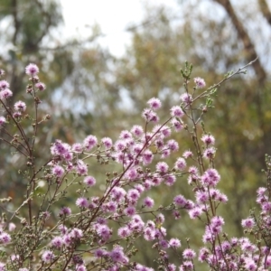 Kunzea parvifolia at Paddys River, ACT - 24 Oct 2021