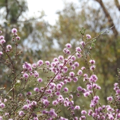 Kunzea parvifolia (Violet Kunzea) at Paddys River, ACT - 24 Oct 2021 by HelenCross