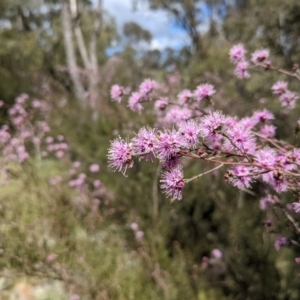 Kunzea parvifolia at Paddys River, ACT - 24 Oct 2021
