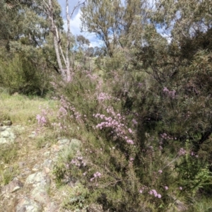 Kunzea parvifolia at Paddys River, ACT - 24 Oct 2021