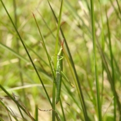 Keyacris scurra (Key's Matchstick Grasshopper) at Bullen Range - 24 Oct 2021 by HelenCross