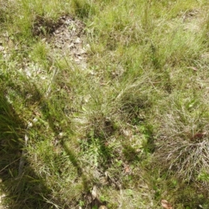 Keyacris scurra at Paddys River, ACT - 24 Oct 2021