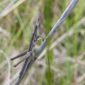 Keyacris scurra at Paddys River, ACT - 24 Oct 2021 03:10 PM