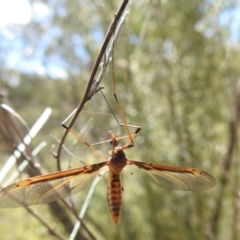 Leptotarsus (Macromastix) costalis (Common Brown Crane Fly) at Paddys River, ACT - 24 Oct 2021 by HelenCross
