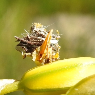 Psychidae (family) IMMATURE (Unidentified case moth or bagworm) at Bullen Range - 24 Oct 2021 by HelenCross