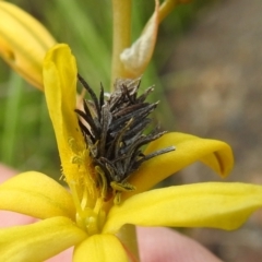 Psychidae (family) IMMATURE at Paddys River, ACT - 24 Oct 2021