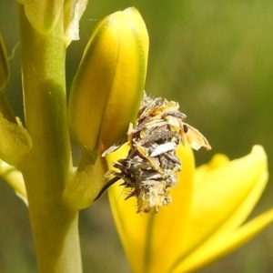 Psychidae (family) IMMATURE at Paddys River, ACT - 24 Oct 2021