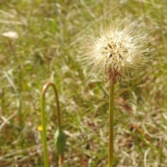 Microseris walteri (Yam Daisy, Murnong) at Bullen Range - 24 Oct 2021 by HelenCross