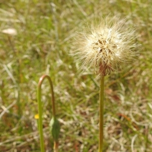 Microseris walteri at Paddys River, ACT - 24 Oct 2021