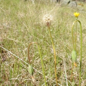 Microseris walteri at Paddys River, ACT - 24 Oct 2021