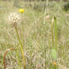 Microseris walteri at Paddys River, ACT - 24 Oct 2021