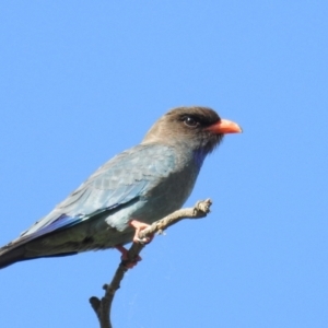 Eurystomus orientalis at Stromlo, ACT - 24 Oct 2021