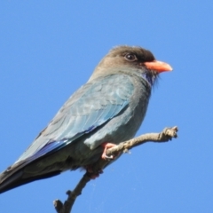 Eurystomus orientalis at Stromlo, ACT - 24 Oct 2021