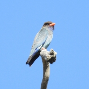 Eurystomus orientalis at Stromlo, ACT - 24 Oct 2021