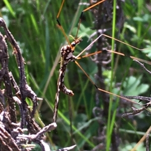 Ischnotoma (Ischnotoma) eburnea at Acton, ACT - 24 Oct 2021