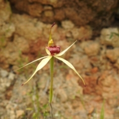 Caladenia sp. (A Caladenia) at Tidbinbilla Nature Reserve - 22 Oct 2021 by Liam.m