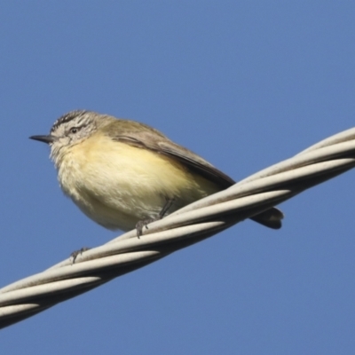 Acanthiza chrysorrhoa (Yellow-rumped Thornbill) at Higgins, ACT - 23 Oct 2021 by AlisonMilton