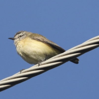 Acanthiza chrysorrhoa (Yellow-rumped Thornbill) at Higgins, ACT - 24 Oct 2021 by AlisonMilton