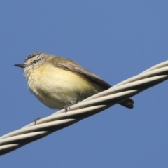 Acanthiza chrysorrhoa (Yellow-rumped Thornbill) at Higgins, ACT - 23 Oct 2021 by AlisonMilton