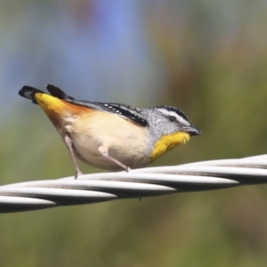 Pardalotus punctatus at Higgins, ACT - 24 Oct 2021