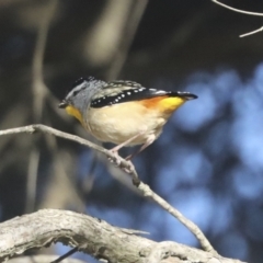 Pardalotus punctatus at Higgins, ACT - 24 Oct 2021