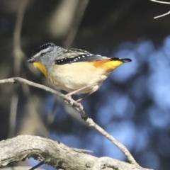 Pardalotus punctatus at Higgins, ACT - 24 Oct 2021