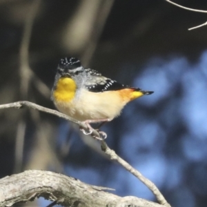 Pardalotus punctatus at Higgins, ACT - 24 Oct 2021