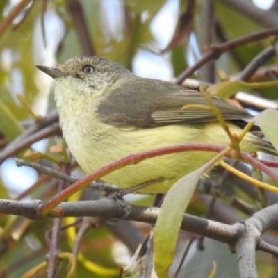 Acanthiza reguloides (Buff-rumped Thornbill) at Stromlo, ACT - 24 Oct 2021 by HelenCross