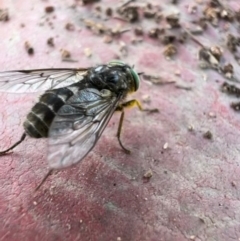 Dasybasis sp. (genus) (A march fly) at Murrumbateman, NSW - 21 Oct 2021 by SimoneC