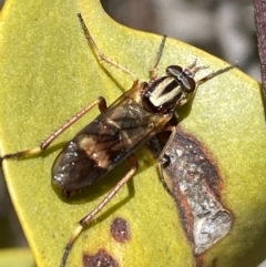 Ectinorhynchus sp. (genus) (A Stiletto Fly) at Jerrabomberra, NSW - 23 Oct 2021 by Steve_Bok