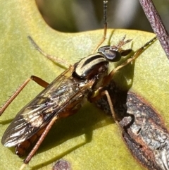 Ectinorhynchus sp. (genus) at Jerrabomberra, NSW - 24 Oct 2021