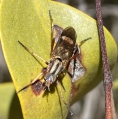 Ectinorhynchus sp. (genus) at Jerrabomberra, NSW - 24 Oct 2021