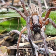 Miturga sp. (genus) (Unidentified False wolf spider) at Rugosa - 25 Oct 2021 by SenexRugosus