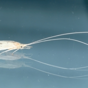 Leptoceridae sp. (family) at Ainslie, ACT - 23 Oct 2021