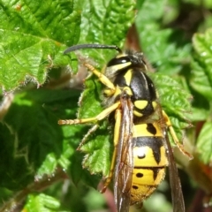 Vespula germanica (European wasp) at Sth Tablelands Ecosystem Park - 24 Oct 2021 by JanetRussell