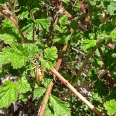 Vespula germanica at Molonglo Valley, ACT - 24 Oct 2021