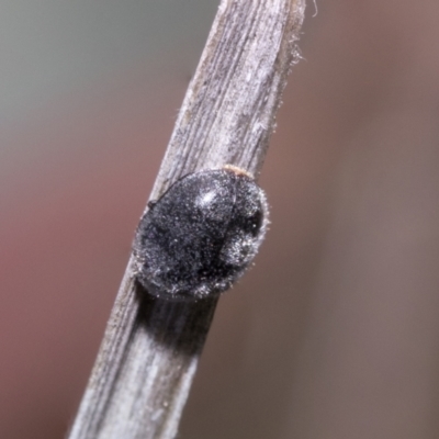 Coccinellidae (family) (Unidentified lady beetle) at The Pinnacle - 21 Oct 2021 by AlisonMilton