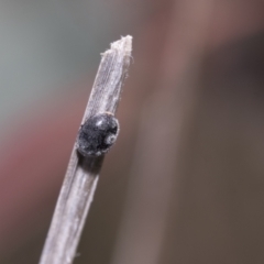 Coccinellidae (family) at Hawker, ACT - 22 Oct 2021