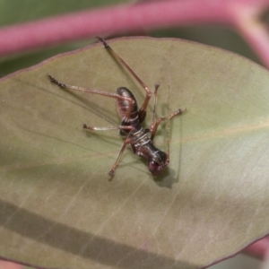 Torbia viridissima at Hawker, ACT - 22 Oct 2021