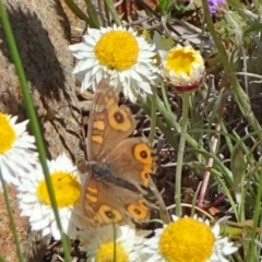 Junonia villida (Meadow Argus) at Molonglo Valley, ACT - 24 Oct 2021 by JanetRussell