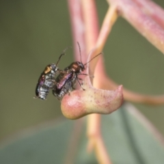 Edusella sp. (genus) at Hawker, ACT - 22 Oct 2021