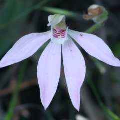 Caladenia carnea (Pink Fingers) at Campbell, ACT - 24 Oct 2021 by jbromilow50