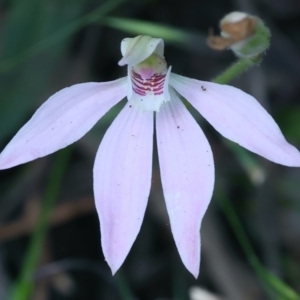 Caladenia carnea at Campbell, ACT - suppressed