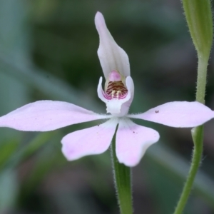 Caladenia carnea at Campbell, ACT - suppressed