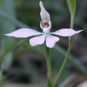 Caladenia carnea at Campbell, ACT - suppressed