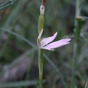 Caladenia carnea at Campbell, ACT - suppressed