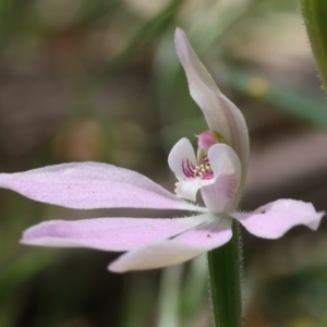 Caladenia carnea at Campbell, ACT - suppressed