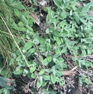 Coronidium monticola at Rendezvous Creek, ACT - 24 Oct 2021