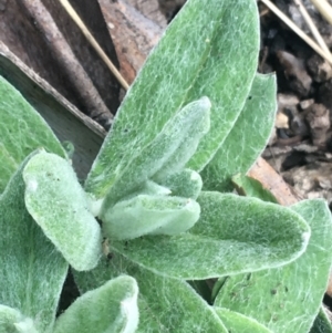 Coronidium monticola at Rendezvous Creek, ACT - 24 Oct 2021