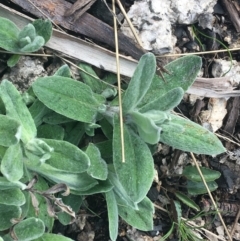 Coronidium monticola at Rendezvous Creek, ACT - 24 Oct 2021